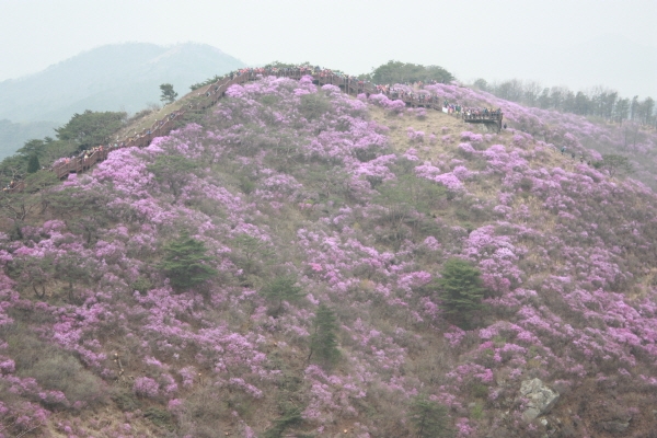 2014년 4월 동호회활동(강화고려산 진달래축제)